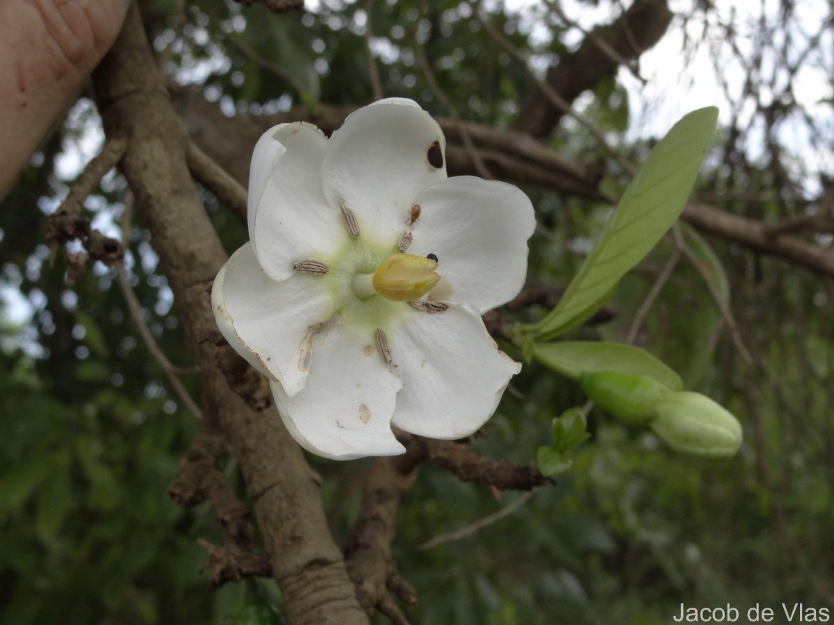 Tamilnadia uliginosa (Retz.) Tirveng. & Sastre